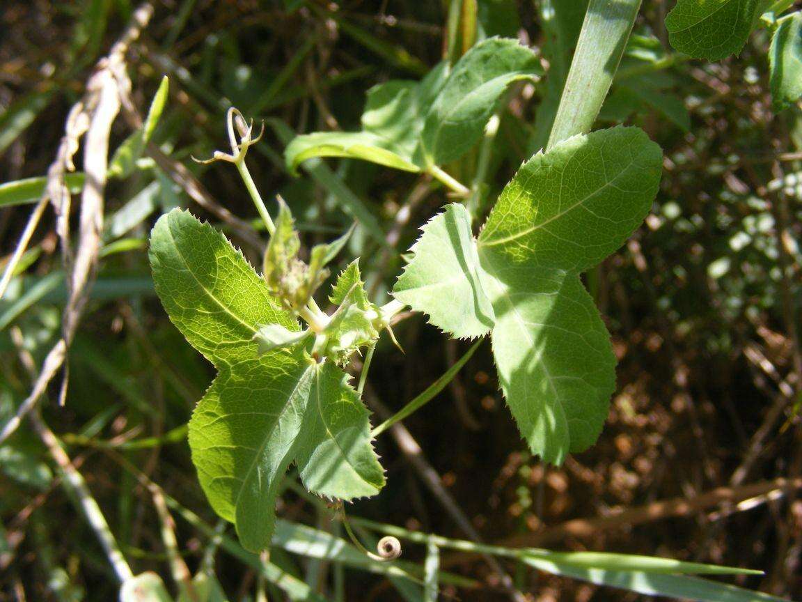 Image of Basananthe triloba (Bolus) de Wilde