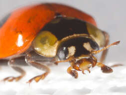 Image of twospotted lady beetle