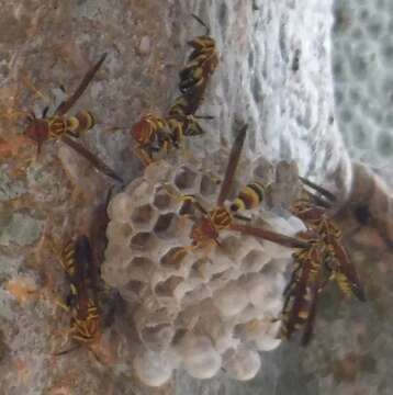 Image of Polistes incertus Cresson 1865