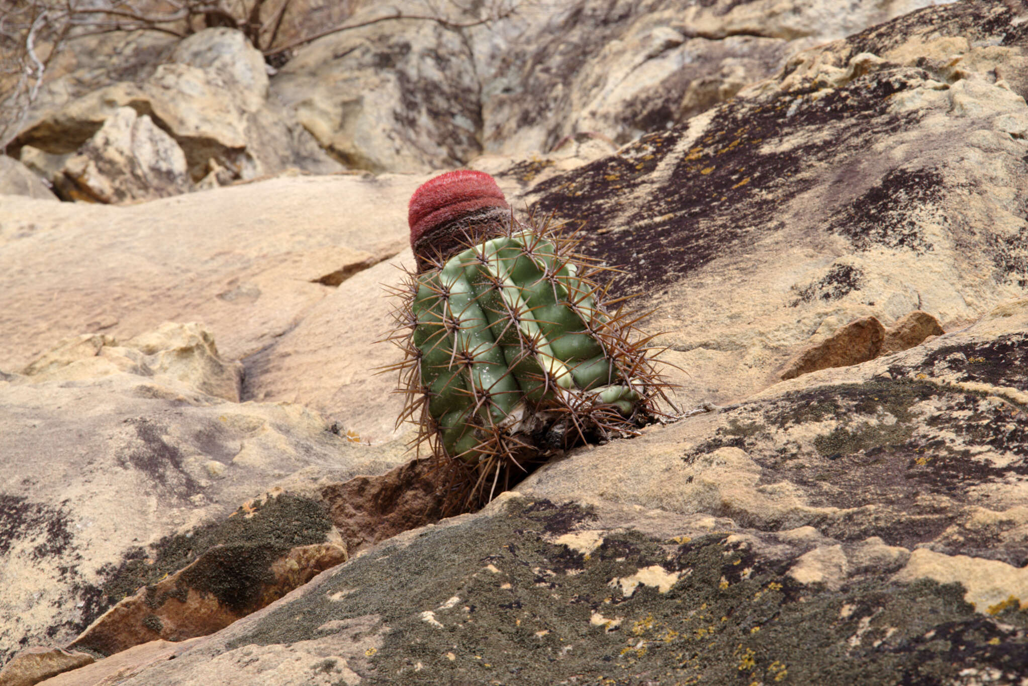 Image of Melocactus inconcinnus Buining & Brederoo