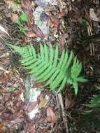 Image of Parasitic Waterfall Fern