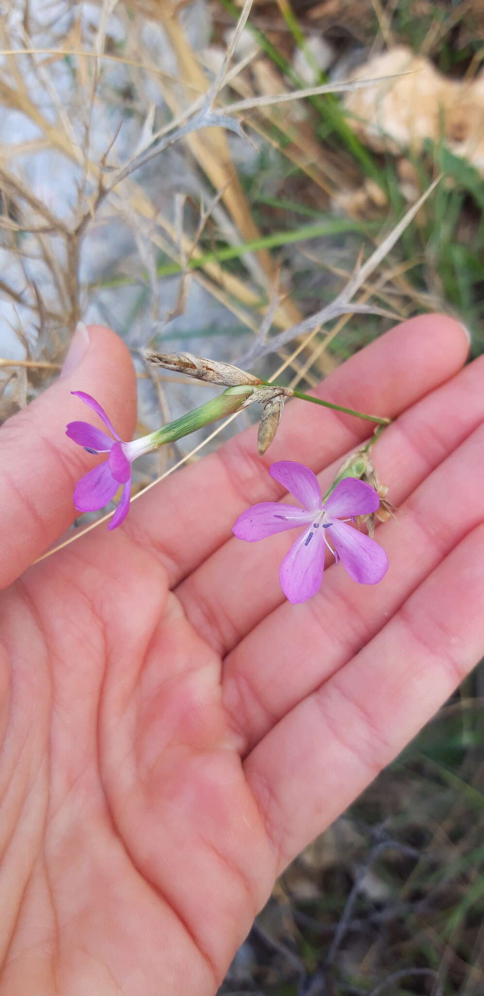 Image of Dianthus ciliatus Guss.