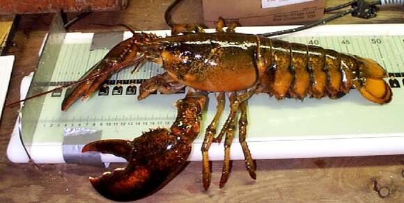 Image of American Lobster