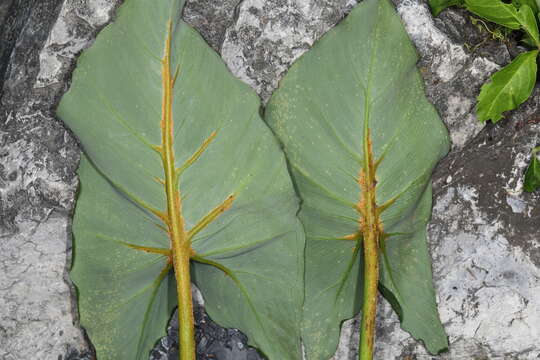 Image of Uromyces caladii (Schwein.) Farl. 1879