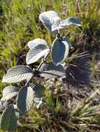 Image de Sabicea brasiliensis Wernham