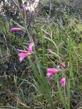 Image of Common Sword Lily