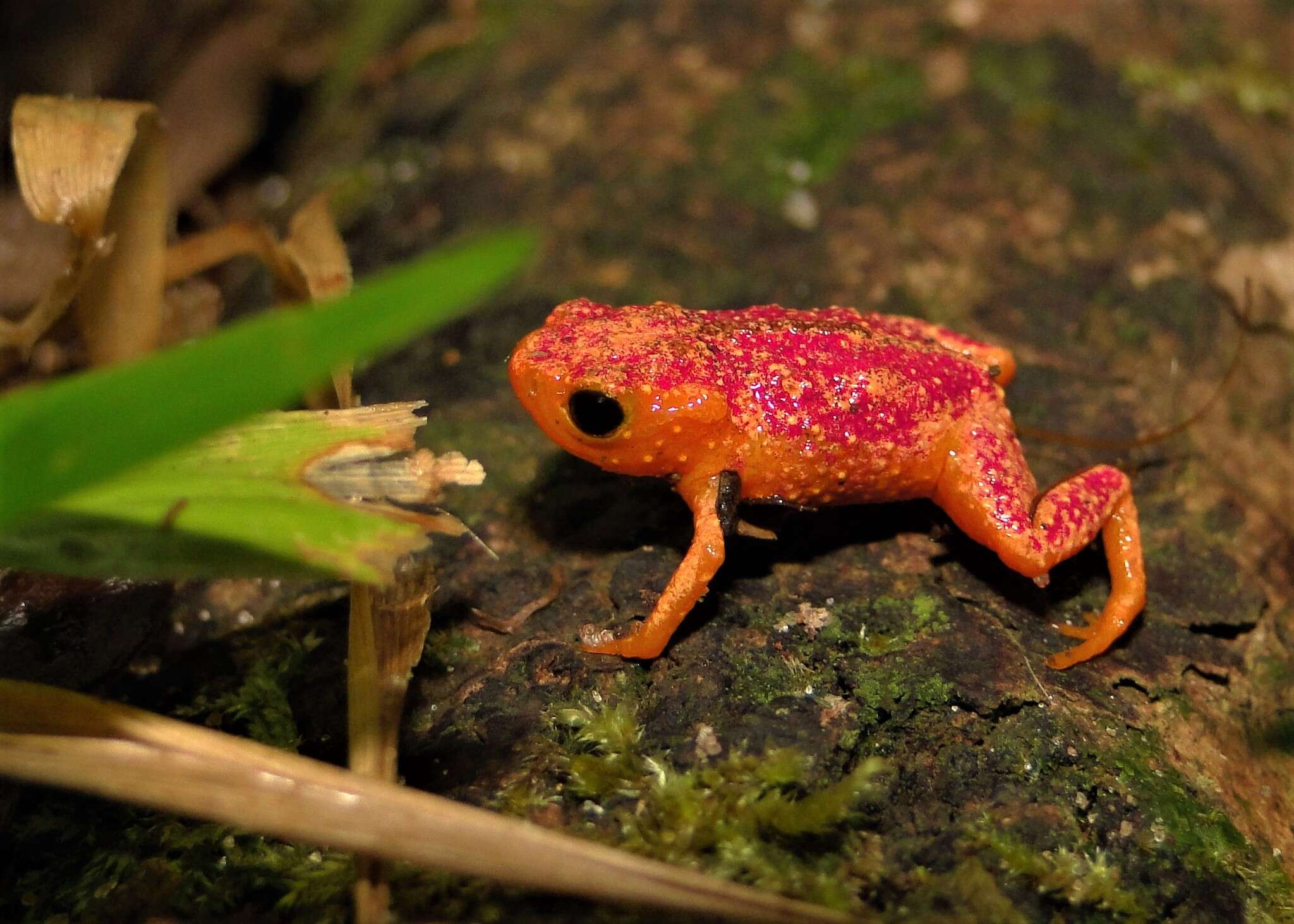 Image of Red Pumpkin Toadlet