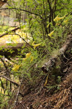 Image de Polemonium pauciflorum subsp. melindae (Rzed., Calderón & Villarreal) J. M. Porter & L. A. Johnson