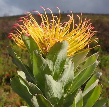 Plancia ëd Leucospermum formosum Knight ex Loud.