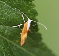 Imagem de Argyresthia albistria Haworth 1828