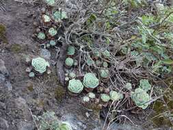 Image of Aeonium aureum (C. Sm. ex Hornem.) T. H. M. Mes