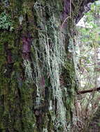 Image of string-of-sausages lichen