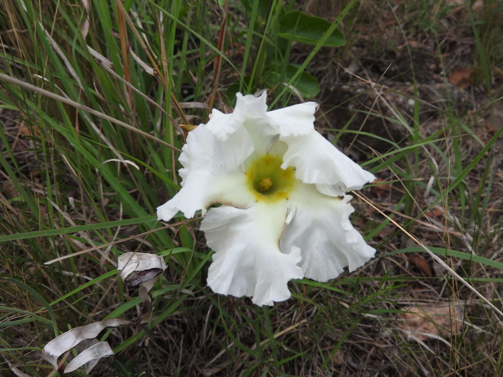 Image of Mandevilla petraea (A. St.-Hil.) Pichon