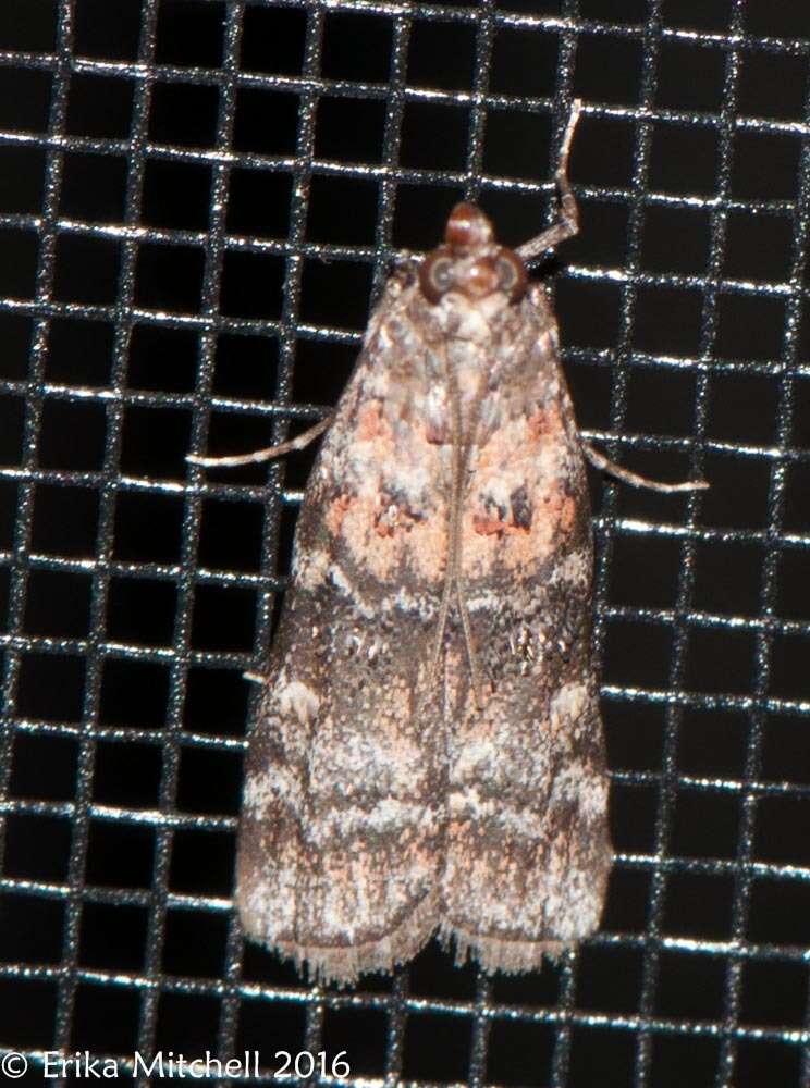 Image of Zimmerman Pine Moth