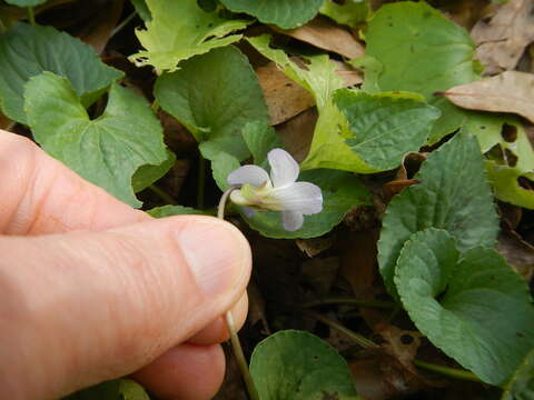 Image of Langlois' Violet