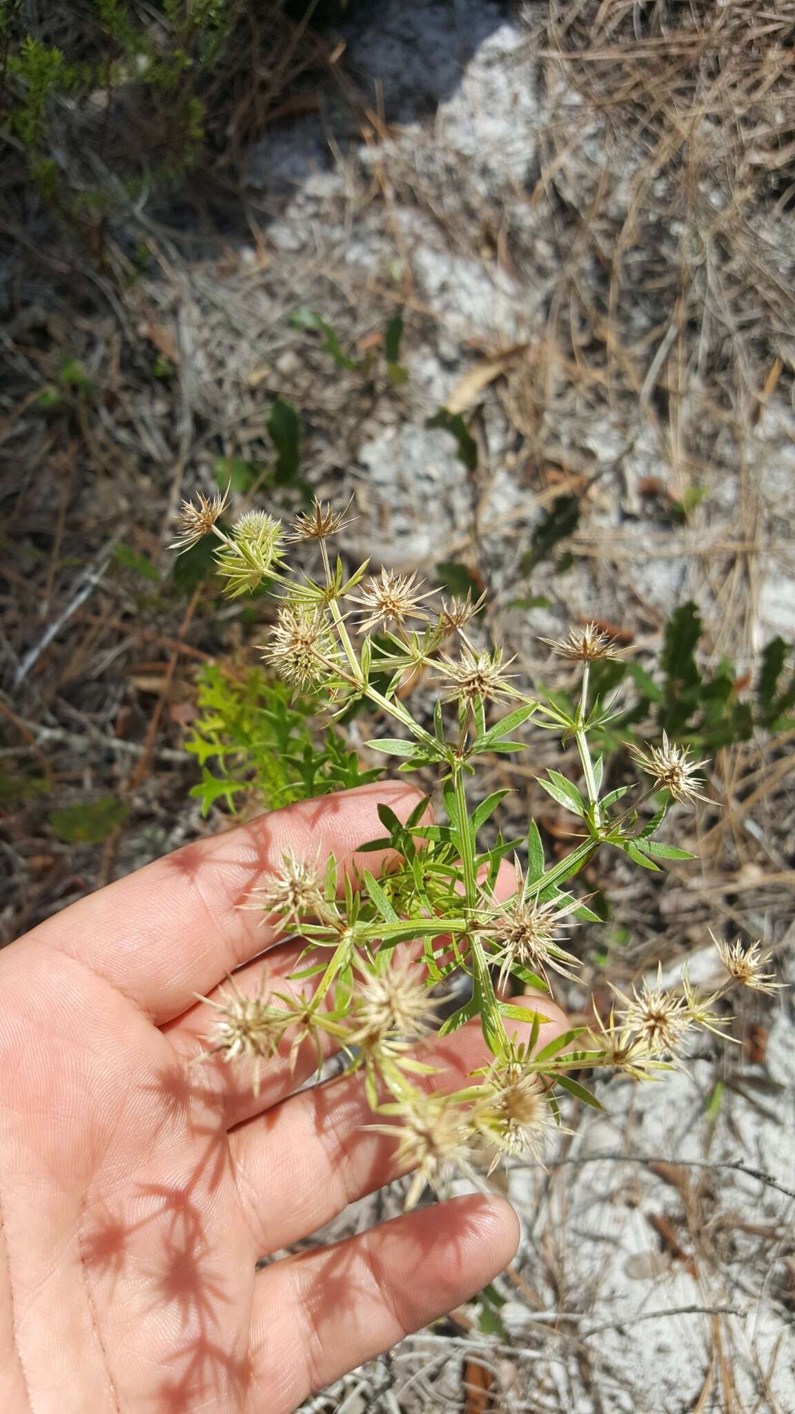 Eryngium aromaticum Baldw. resmi