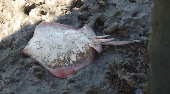 Image of Common Stingray