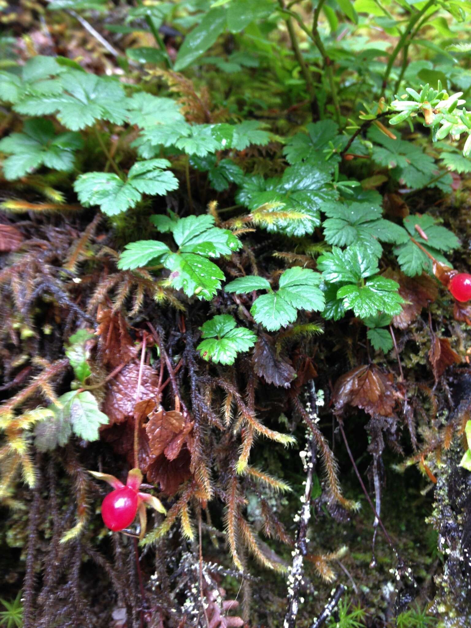 Rubus pedatus Sm. resmi