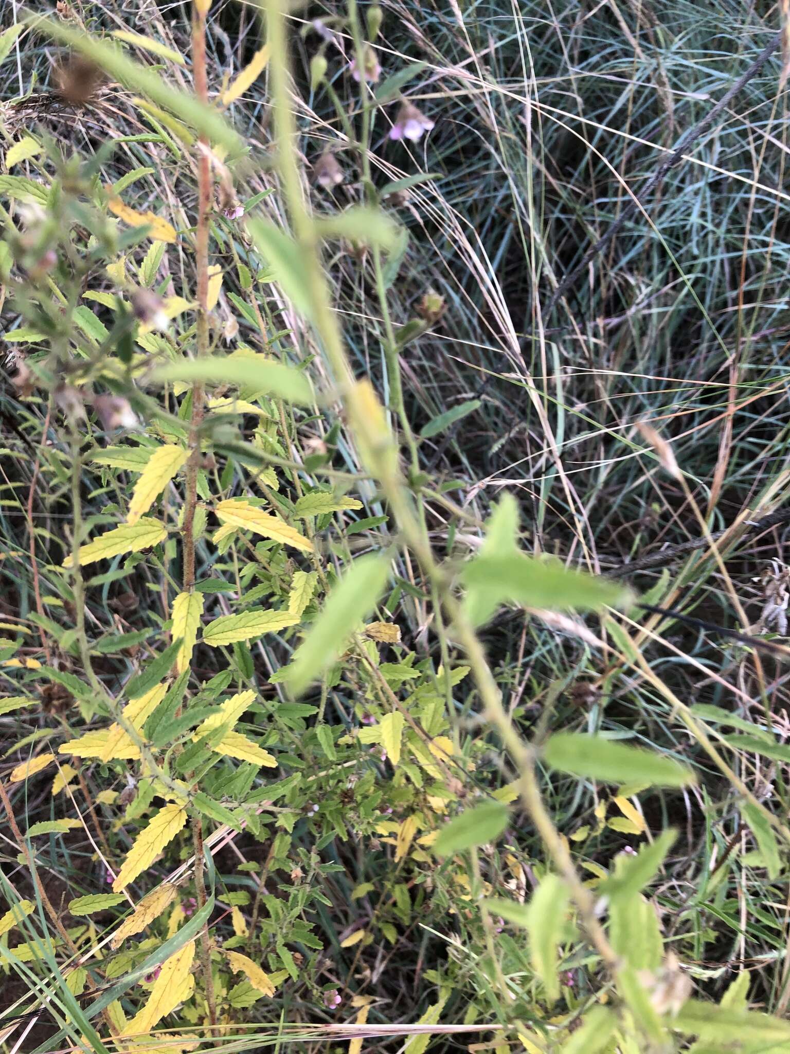 Image of Hermannia glanduligera K. Schum ex Schinz