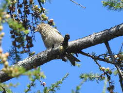 Image of Loxia leucoptera leucoptera Gmelin & JF 1789