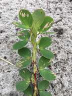 Image of Two-Leaf Sensitive-Pea