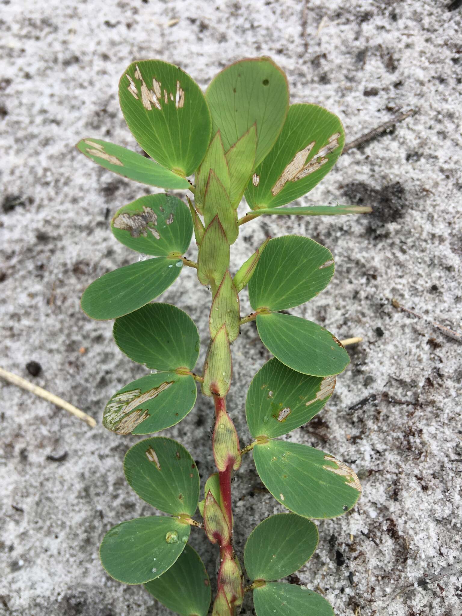 Image of Two-Leaf Sensitive-Pea