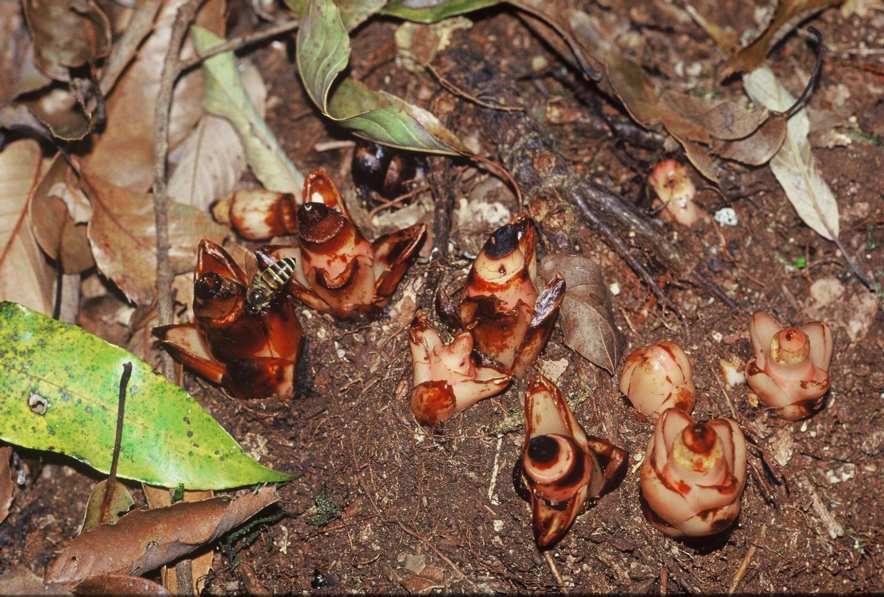 Image of Mitrastemon yamamotoi var. yamamotoi