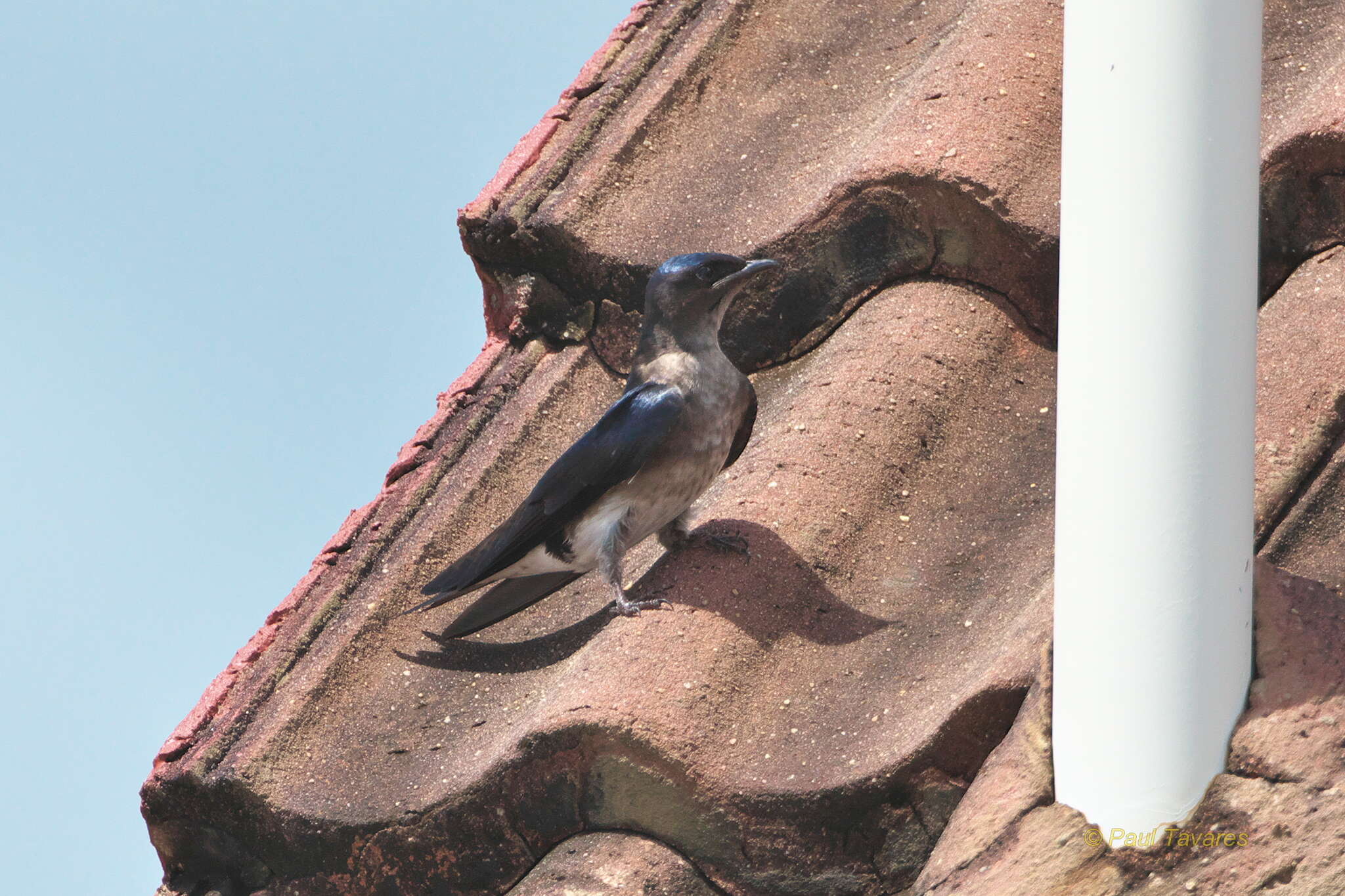 Image of Gray-breasted Martin