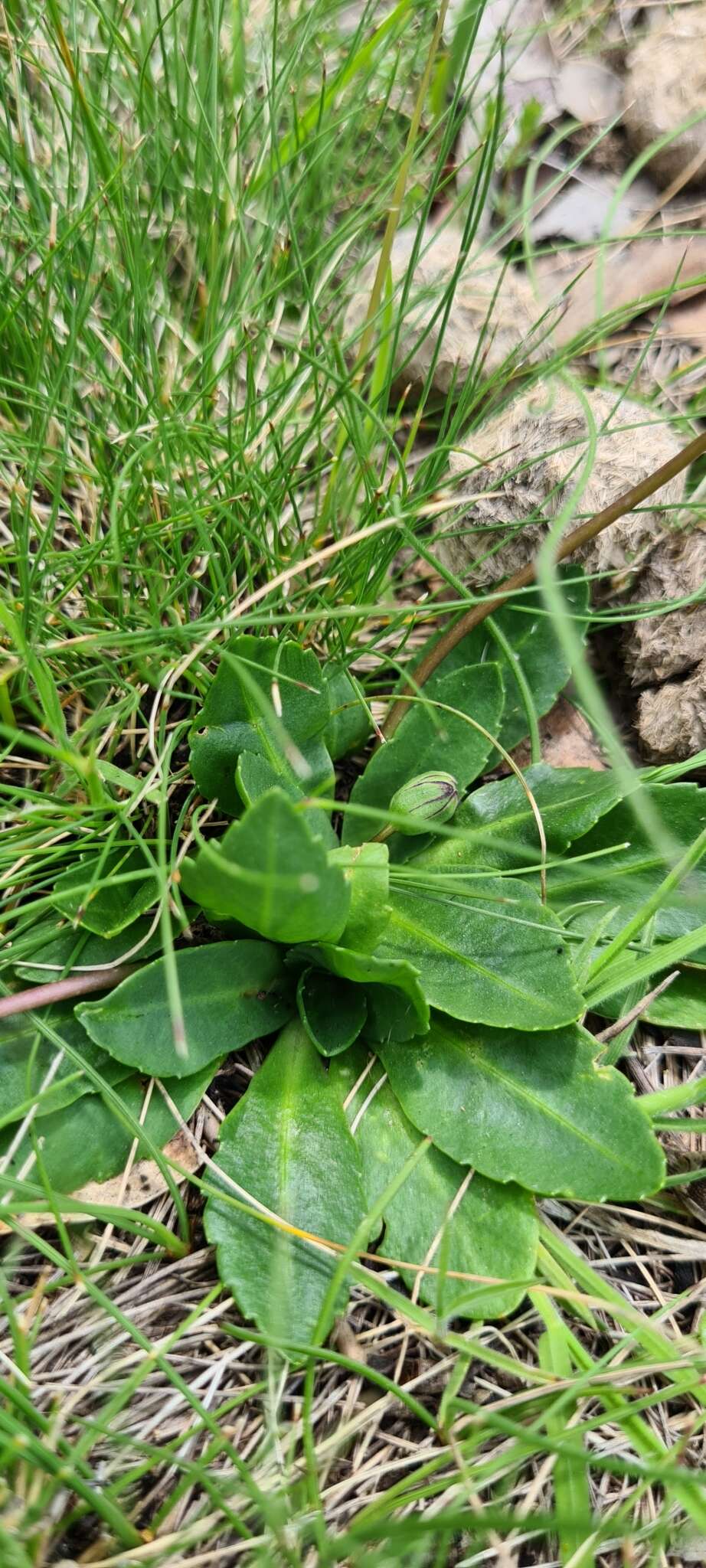 Image of Brachyscome decipiens Hook. fil.