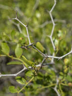 Plancia ëd Ziziphus lotus (L.) Lam.