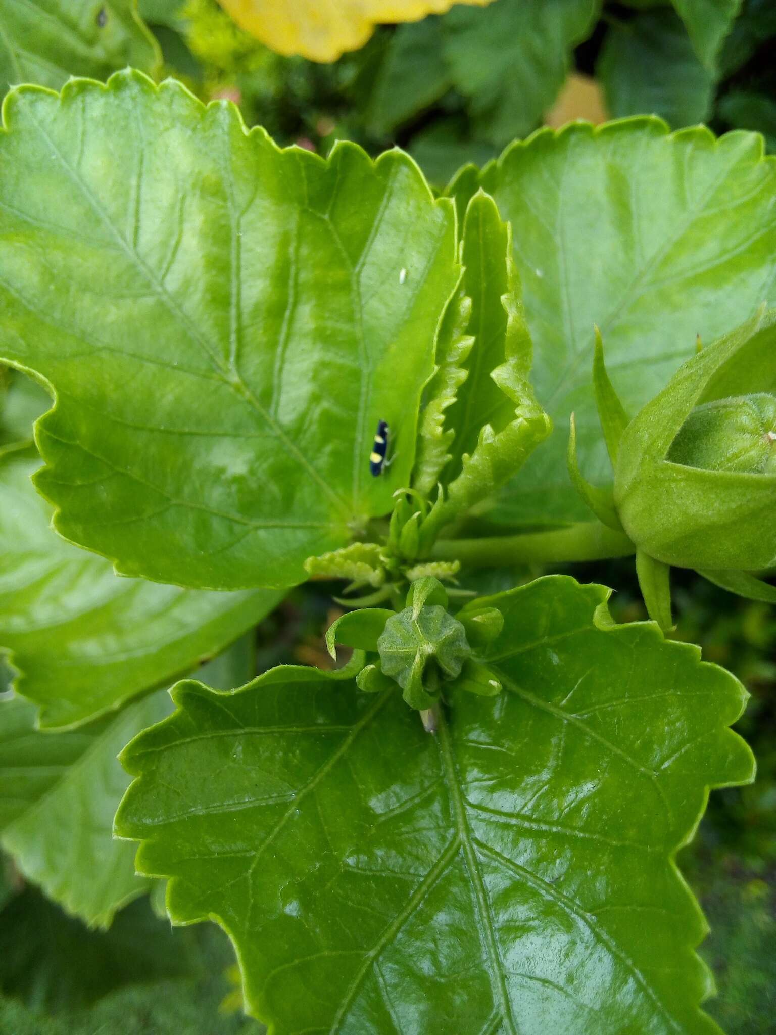 Image of Microgoniella tristicula (Melichar 1926)