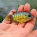 Image of Flier cichlid