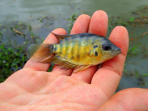 Image of Flier cichlid