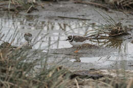 Sivun Charadrius hiaticula tundrae (Lowe 1915) kuva