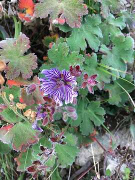 Image of cranesbill