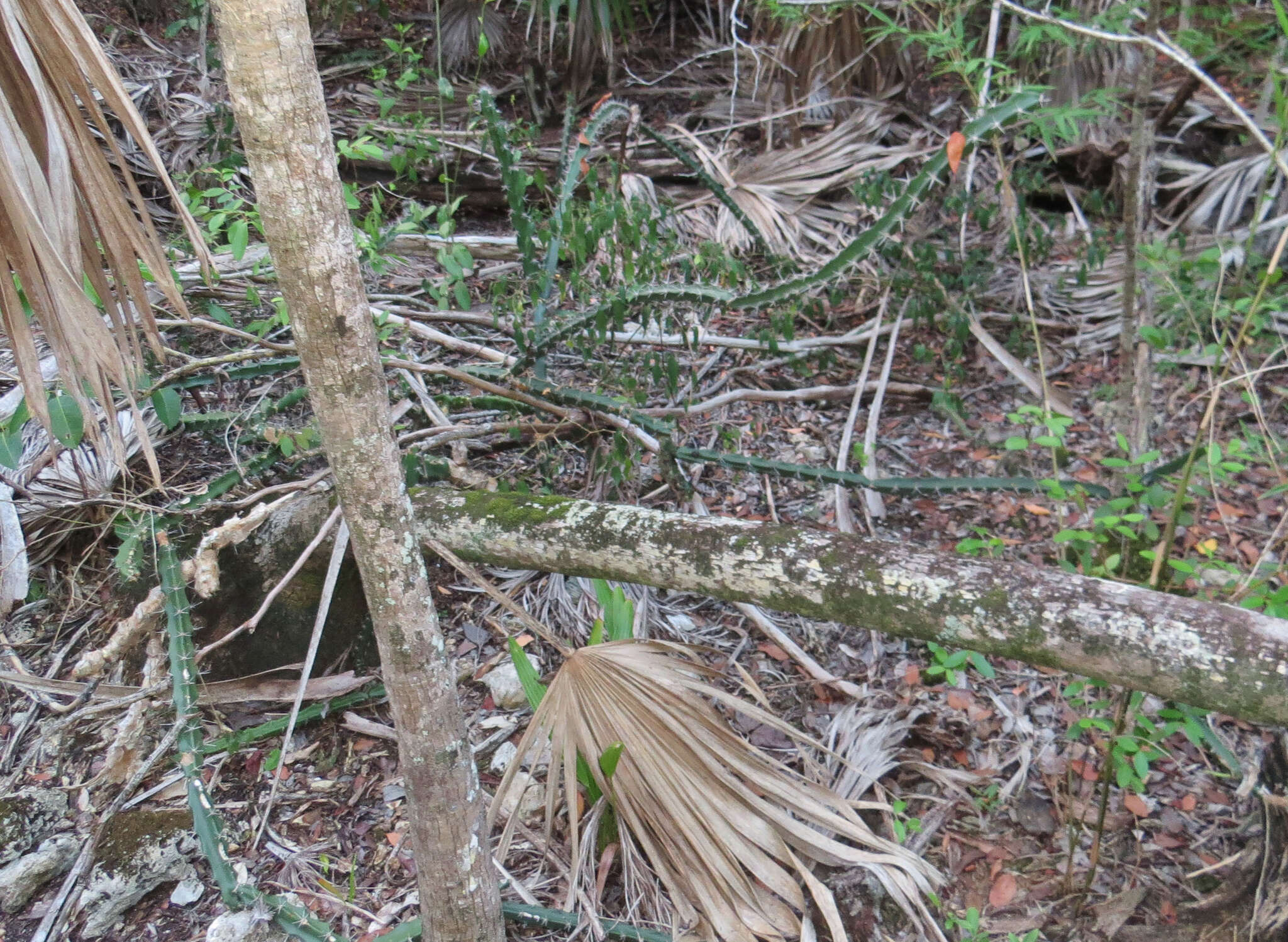 Image of Barbed-wire cactus