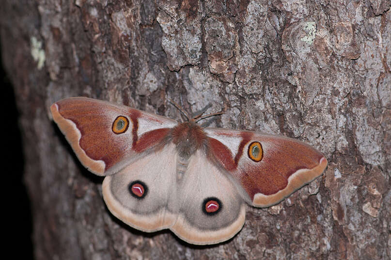 Imagem de Polythysana apollina Felder, C., Felder & R. 1874