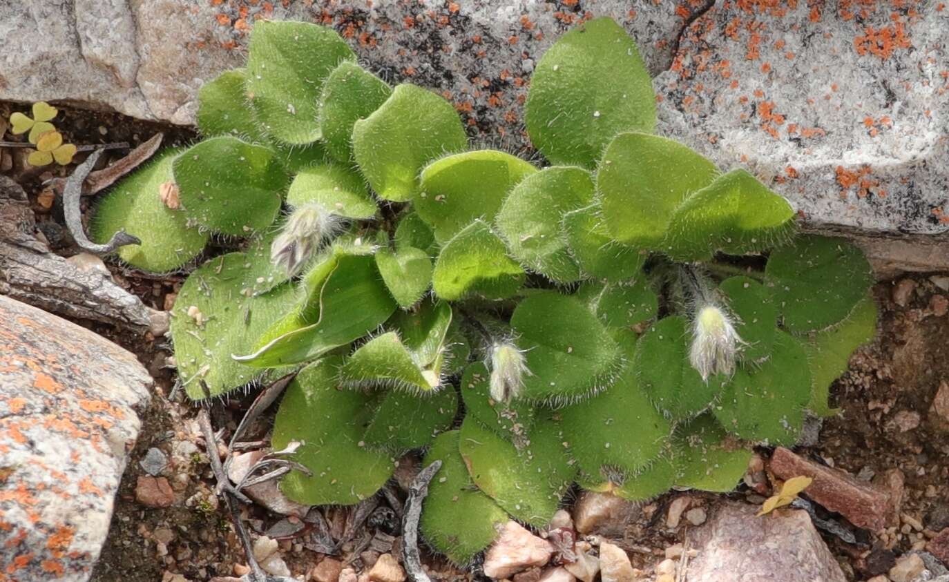 Image of Pelargonium ladysmithianum Knuth