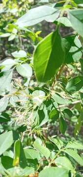 Image of fragrant ash