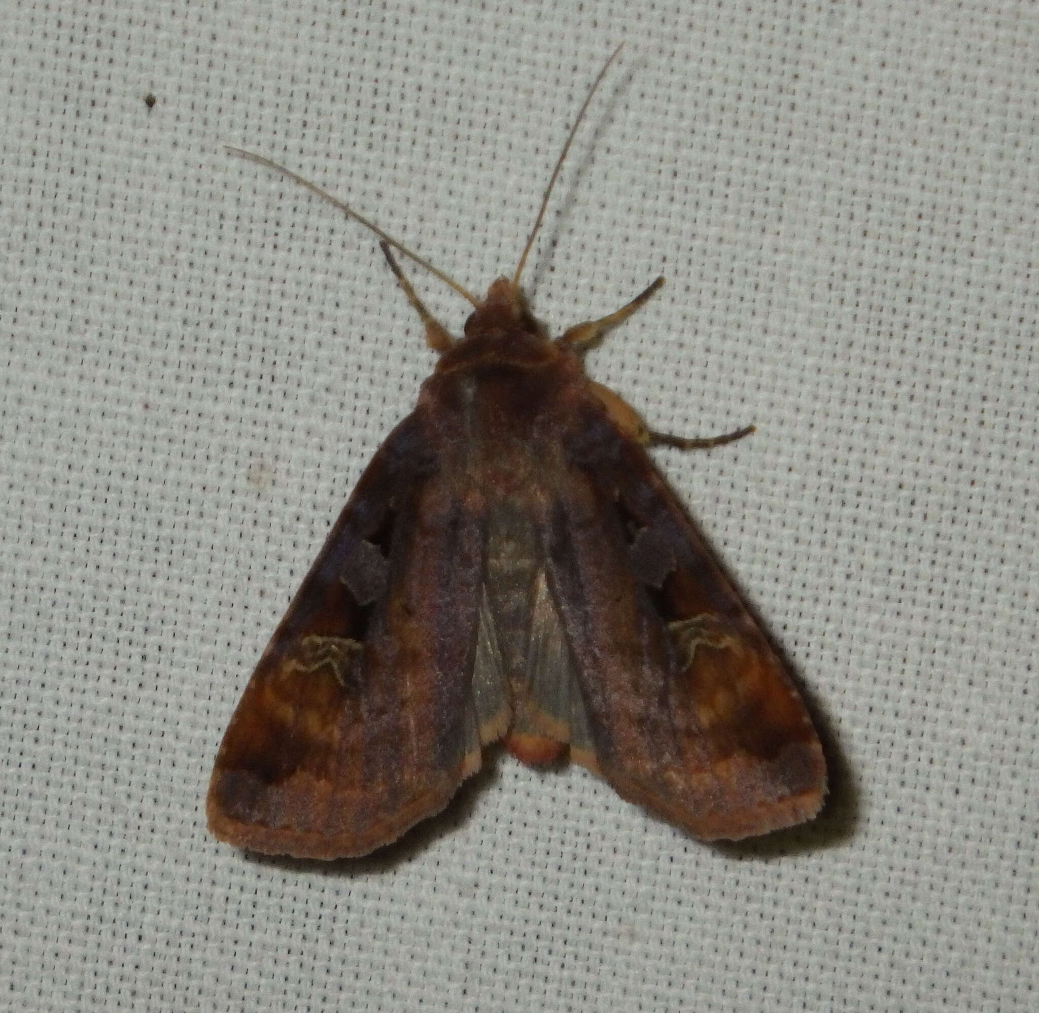 Diarsia brunnea Schiffermüller 1775的图像