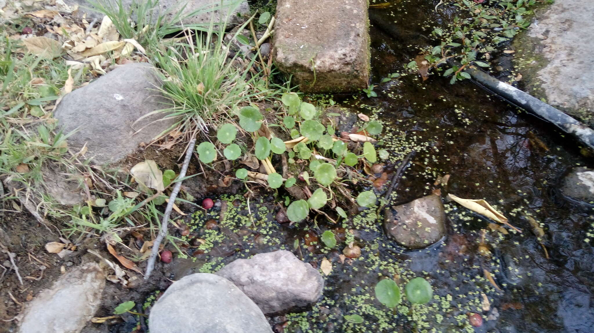 Image of manyflower marshpennywort