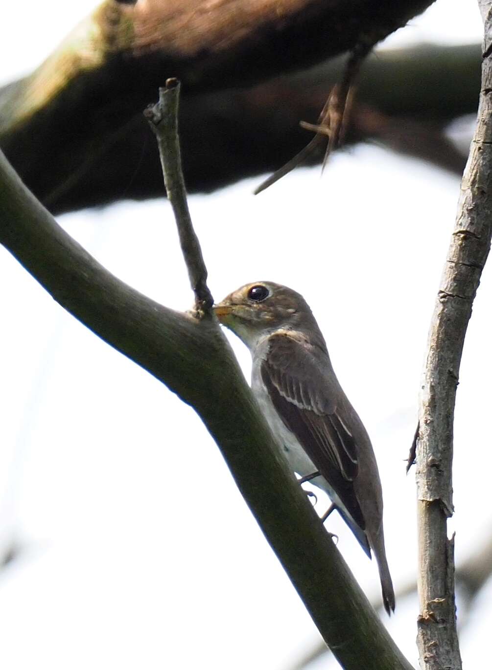 Image of Asian Brown Flycatcher