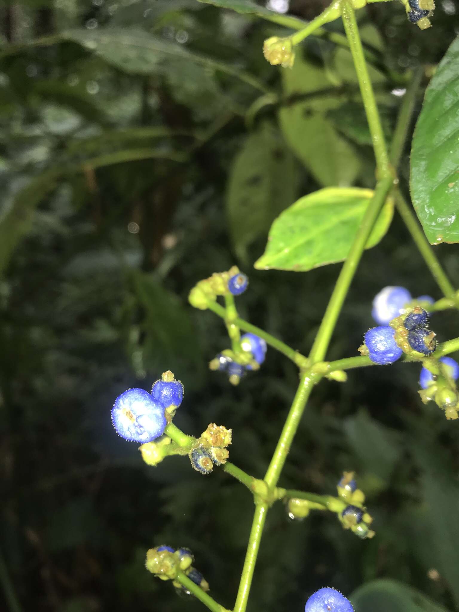 Image of Palicourea caerulea (Ruiz & Pav.) Schult.