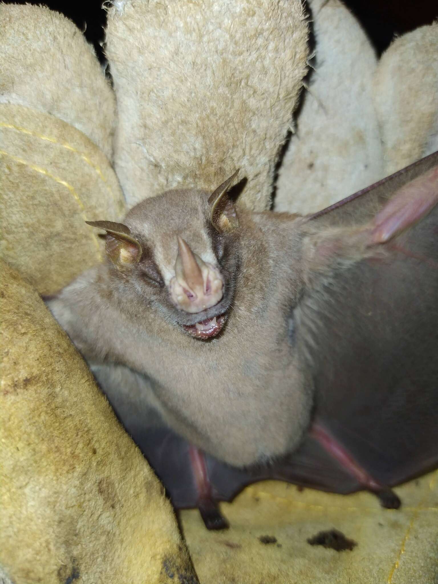 Image of brown tent-making bat