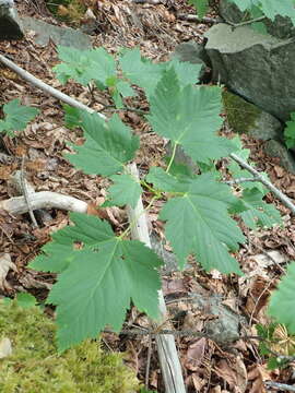 Imagem de Acer glabrum var. douglasii (Hook.) Dippel