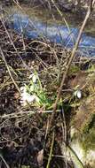 Image of Galanthus plicatus M. Bieb.