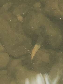 Image of Oopu Alamoo