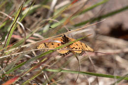 Acraea nohara Boisduval 1847的圖片