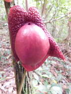 Image of Aristolochia paracleta H. W. Pfeifer