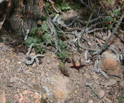 Image de Ceropegia caespitosa subsp. vestita (Meve) Bruyns